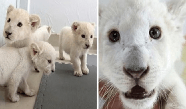 Ekstremt sjældne White Lion Quadruplets født i Safari Park