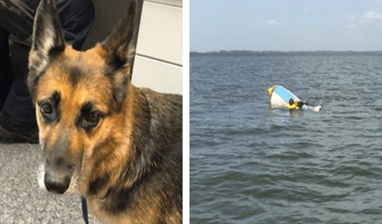 Hund træder i vand i 11 timer for at hjælpe med at redde ejeren, efter at hans båd synker