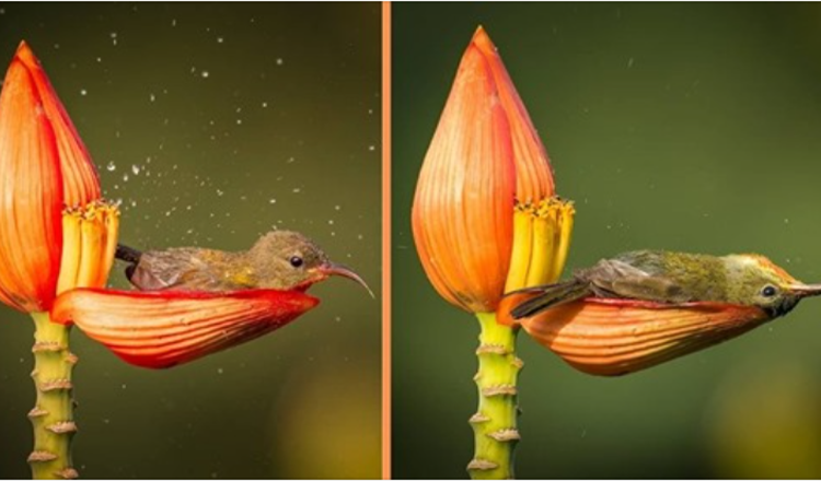 Fotograf fanger lille fugl ved hjælp af et blomsterblad som sit badekar