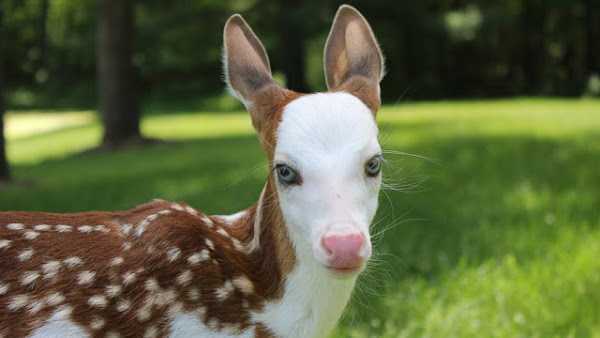 Verdens sjældneste hvid-faced fawn, afvist af mor, finder nyt liv