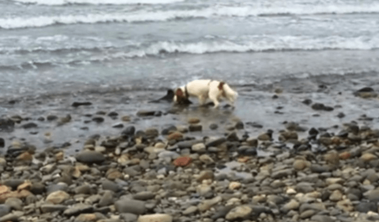 Hund gør opdagelse nær Ocean’s Edge, nægter at rokke sig, indtil ejeren hjælper