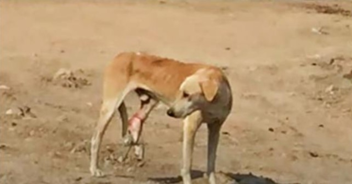 Sulten gadehund med fanget ben kan ikke forstå sin smerte, og de går forbi ham