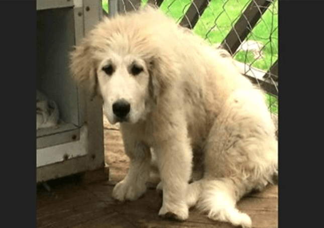 Forsømt Great Pyrenees-hvalp med deformeret pote får en ny chance