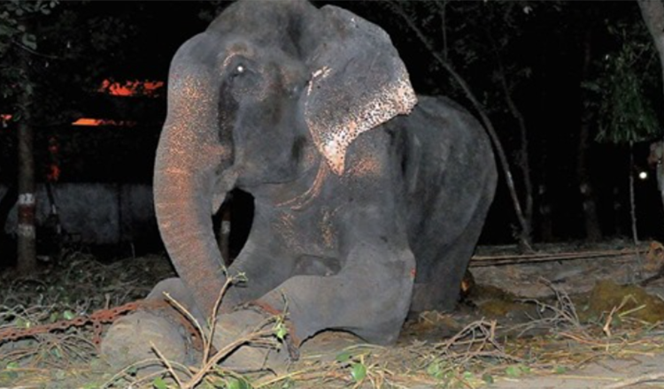 Elefant Raju græder efter at være blevet reddet fra 50 års lidelse i lænker