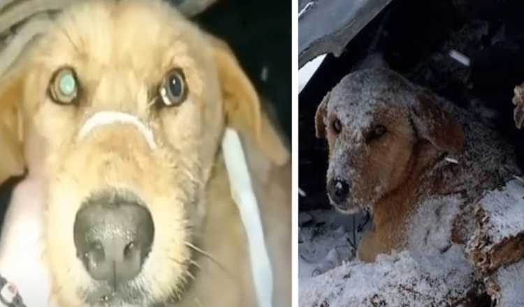 Hund, der blev skudt, sad og rystede helt alene i den kolde sne