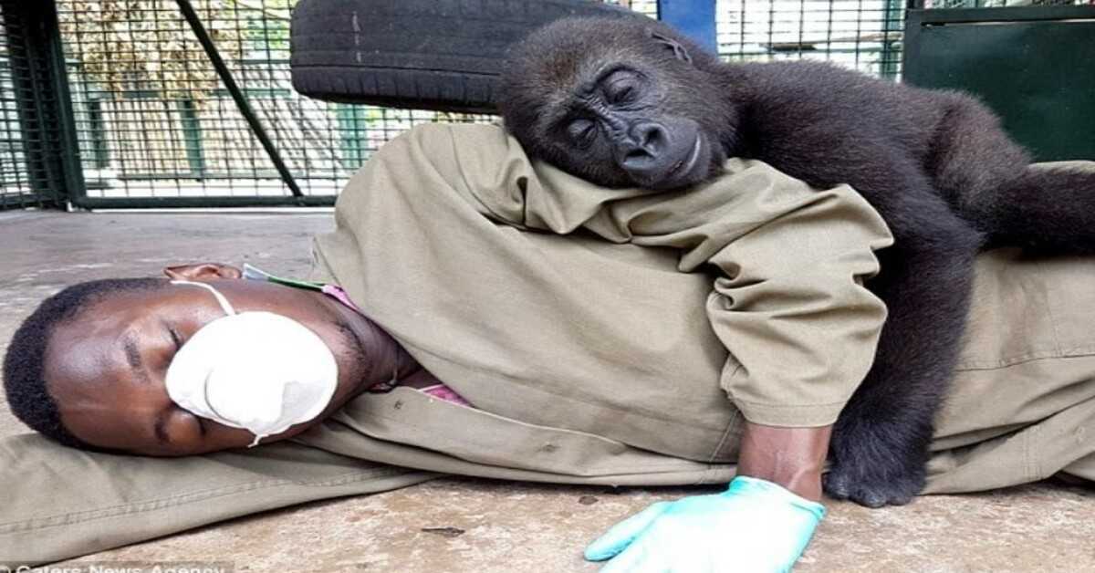 Forældreløs gorilla kræver at blive nusset af sin plejer efter at være blevet reddet