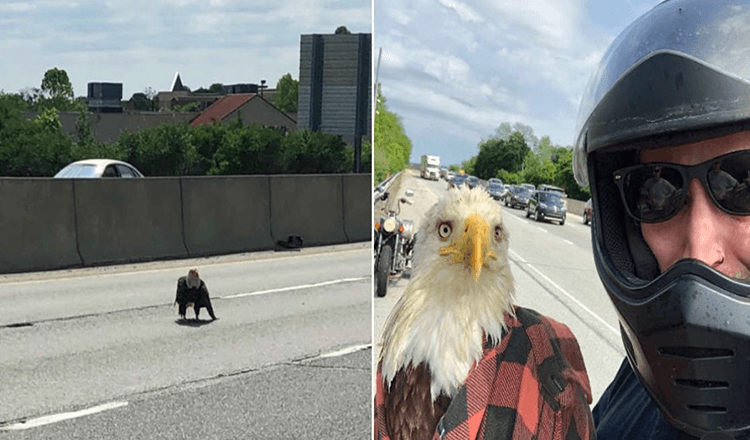 Fyr ser en skaldet ørn fanget i trafikken og redder hendes liv