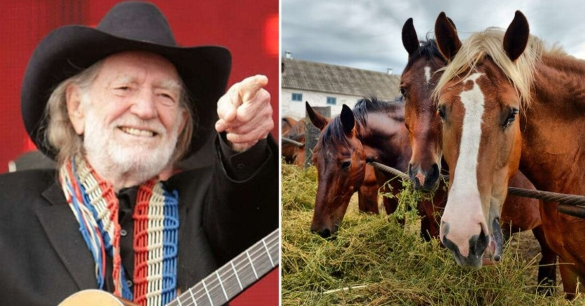 Willie Nelson reddede 70 heste fra et slagteri for at lade dem gå frit omkring på hans ranch i Texas