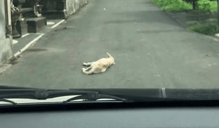 Bil trækker op på en hund, der ligger ubevægelig midt på vejen