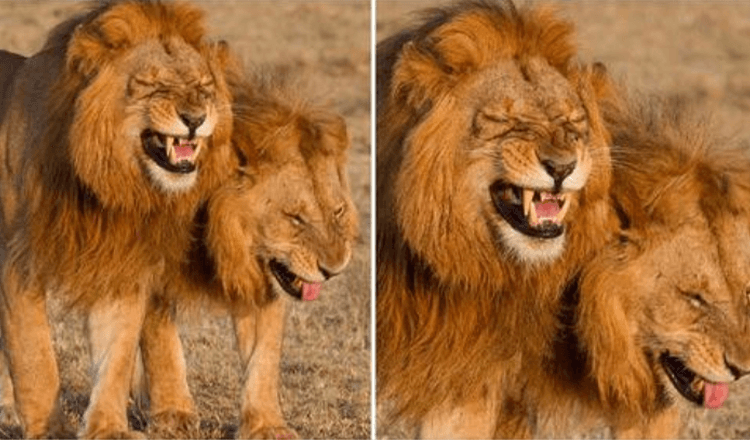 Lion Duo fanget på kamera fnisende i Masai Mara National Park, Kenya