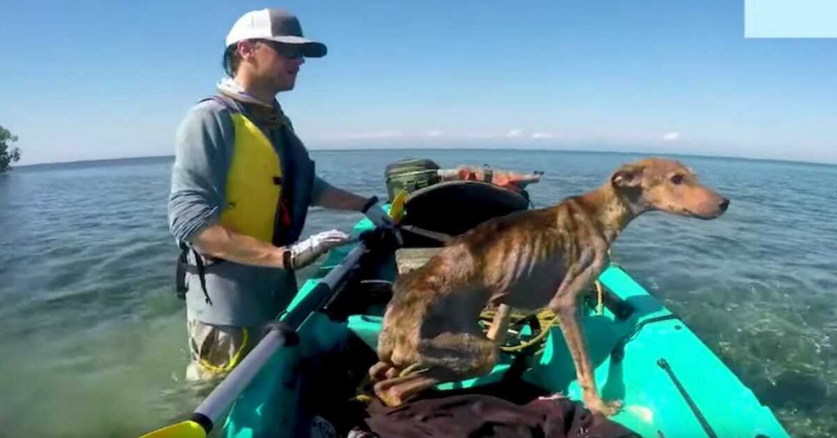 Mand redder sultende hund alene på den fjerne ø og bringer ham hjem