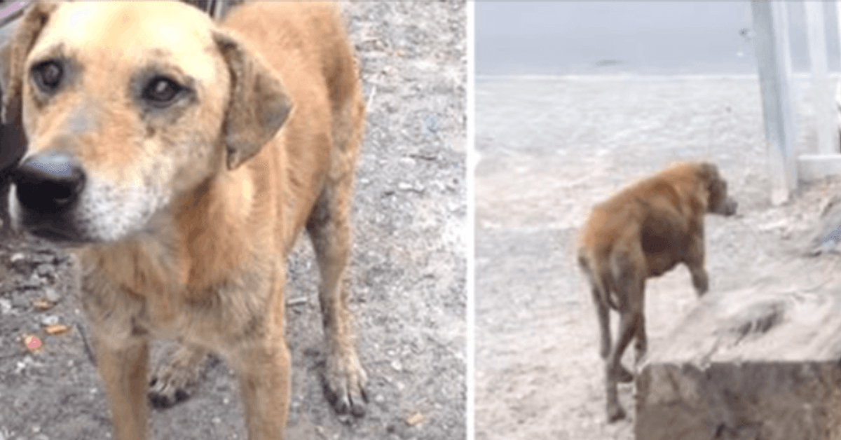 Gadehund ville ikke tage af sted uden sin ven, fører redningsfolk til hende