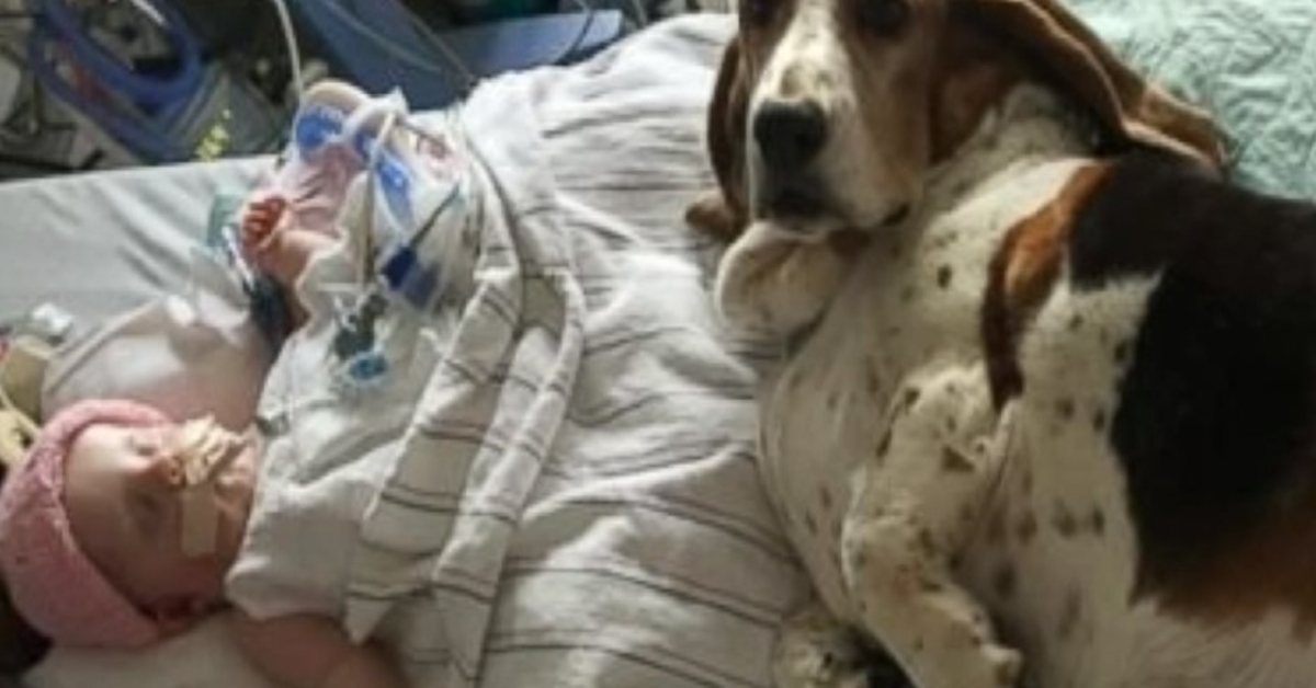 Basset Hounds bliver hos døende baby, indtil hun tager sit sidste åndedrag