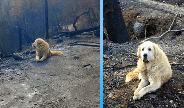 Familie vender hjem en måned efter brand og finder, at deres hund venter på dem