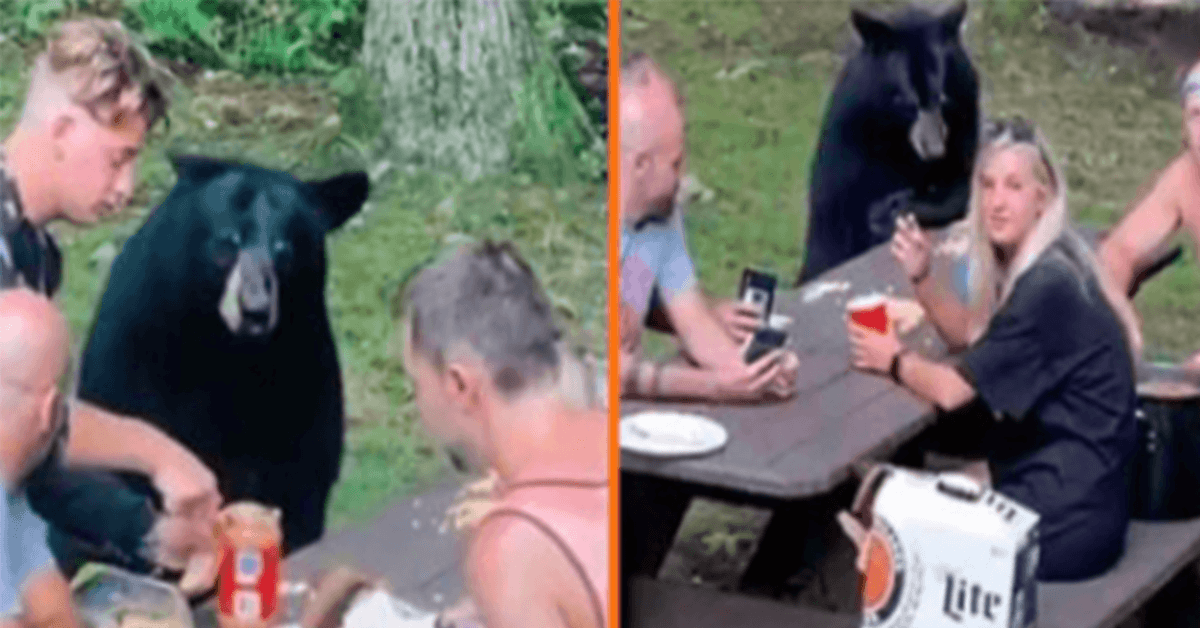 Wild Black Bear slutter sig til familiepicnic og efterspørger PB&J-sandwicher