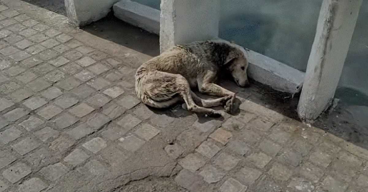 Hund med nakkesår lægger sig ned for at dø, men hjælpen er på vej