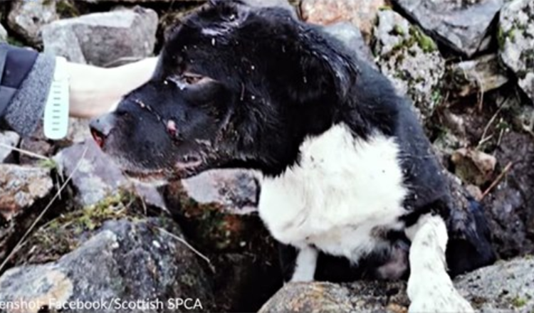 Border Collie fundet begravet levende under en bunke af sten bliver adopteret af redningsmand