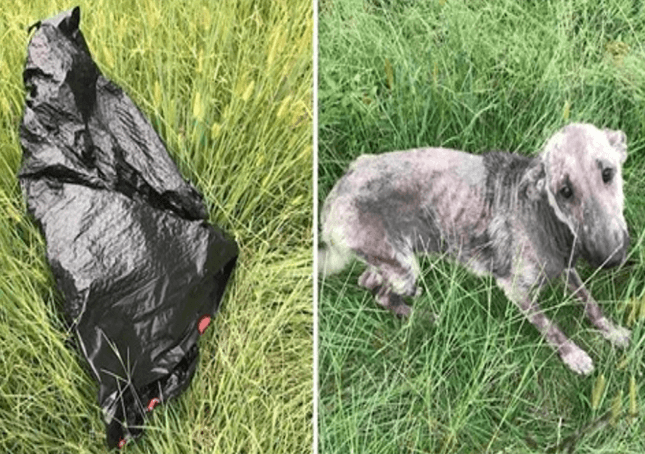 Kvindehund græder i nød efter at have fundet syg hund ved affaldsposen