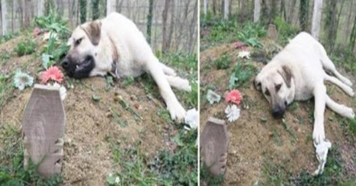 Denne ‘hjerteknuste’ hund løb hjemmefra hver dag for at besøge sin døde ejers grav