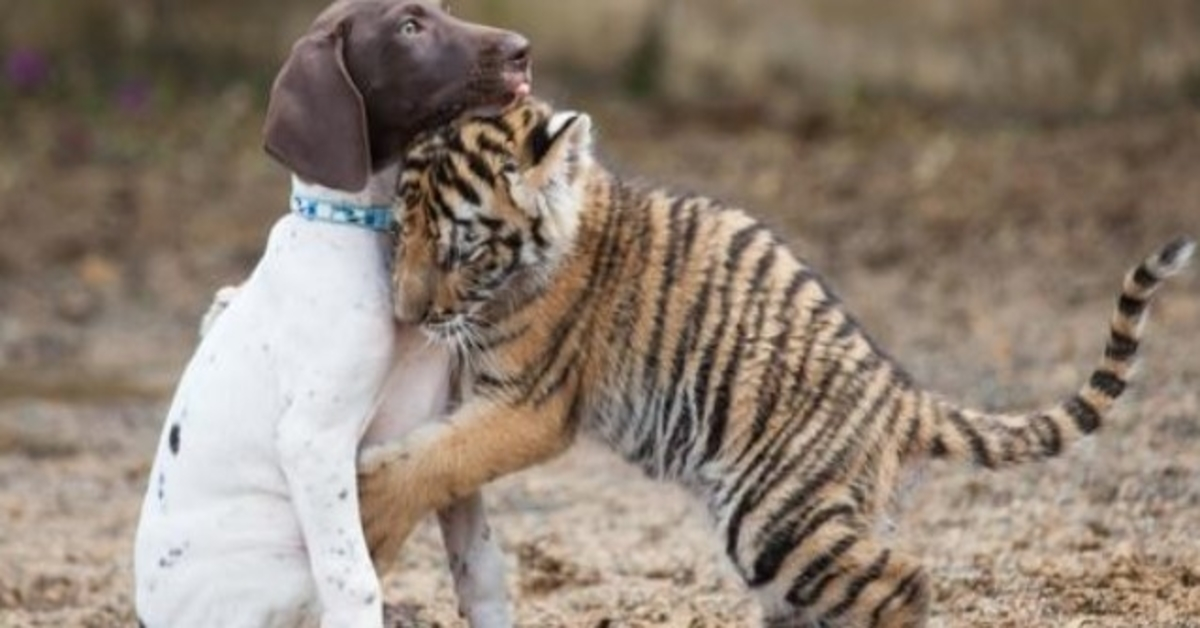 Baby tiger afvist af sin mor finder trøst i sin hvalp bedste ven