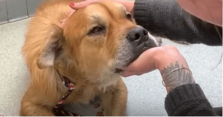 Seniorhund i husly sætter pote på kvinden og lad os vide, at det er på tide