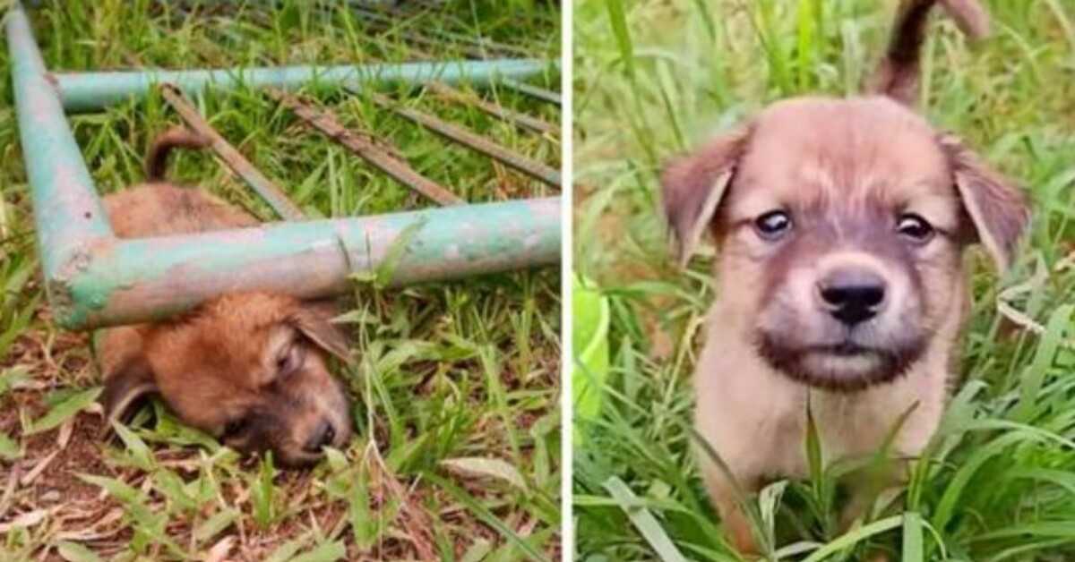 Stray Pup sad fast under en port, der skreg af smerte, indtil han besvimede