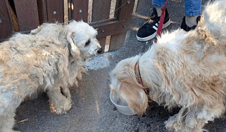 Ruslede hunde betroede sig til hinanden, efter at de blev smidt ud på gaden