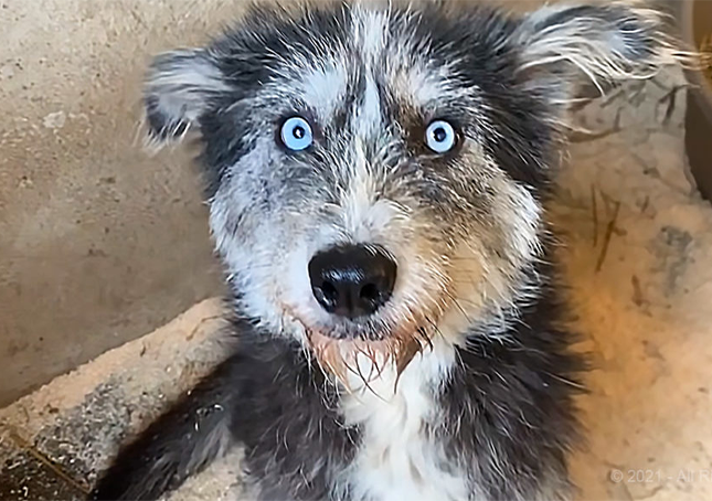 Brave Mama Dog bønfalder fremmede om at redde sine hvalpe