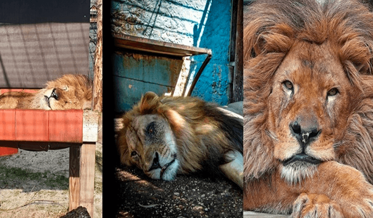 Boede i den værste zoo i verden, Lion Bob blev reddet / Nu har han mad, og de elsker ham