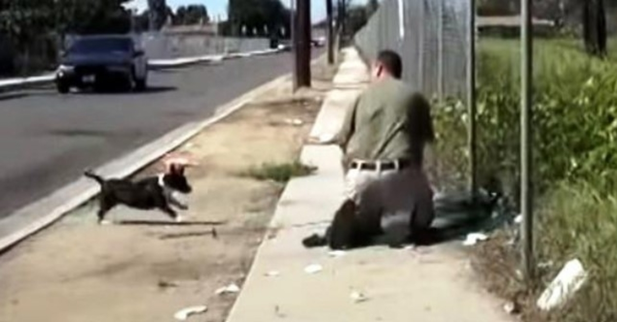 Omstrejfende mors hund flipper ud, når hun ser en mand fange sin eneste hvalp i et net