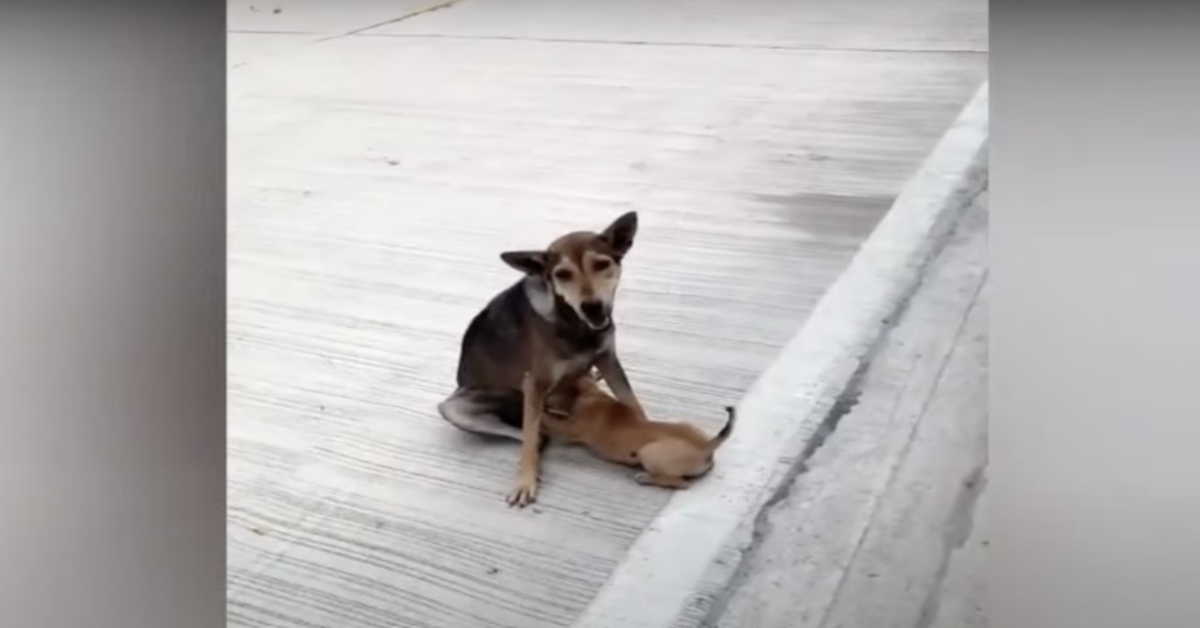 Brækket gadehund ammede stadig og elskede sine babyer så godt hun kunne