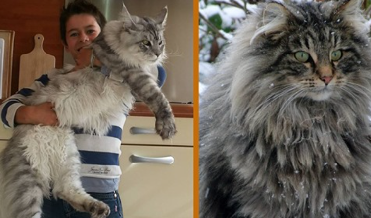 The Gentle Giant: Mød Maine Coon – The Dog Of The Cat World