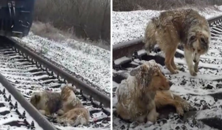 Såret hund fast i jernbanesporet i 2 dage beskyttet af loyal bror, der nægtede at forlade