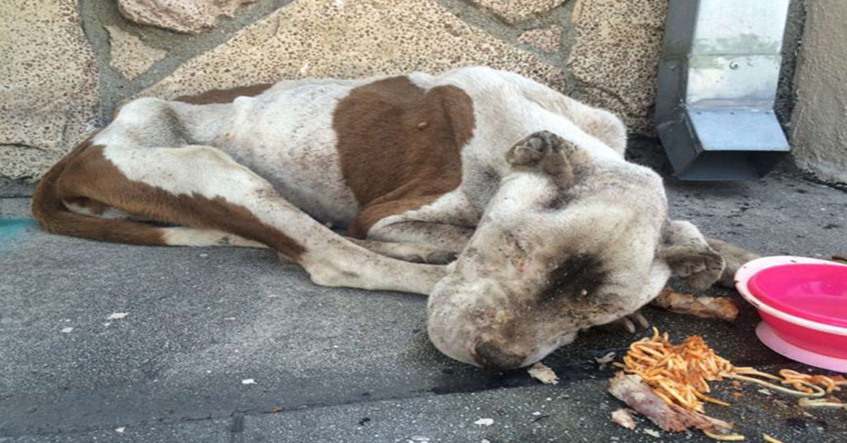 Sultende hund fundet døende på et fortov får noget kærlighed, og det er svært at tro, at det er den samme hund