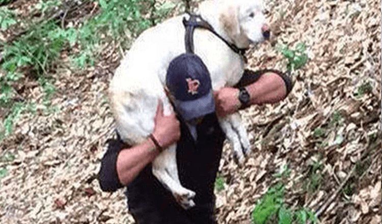 Blind hund savnet i over en uge er reddet