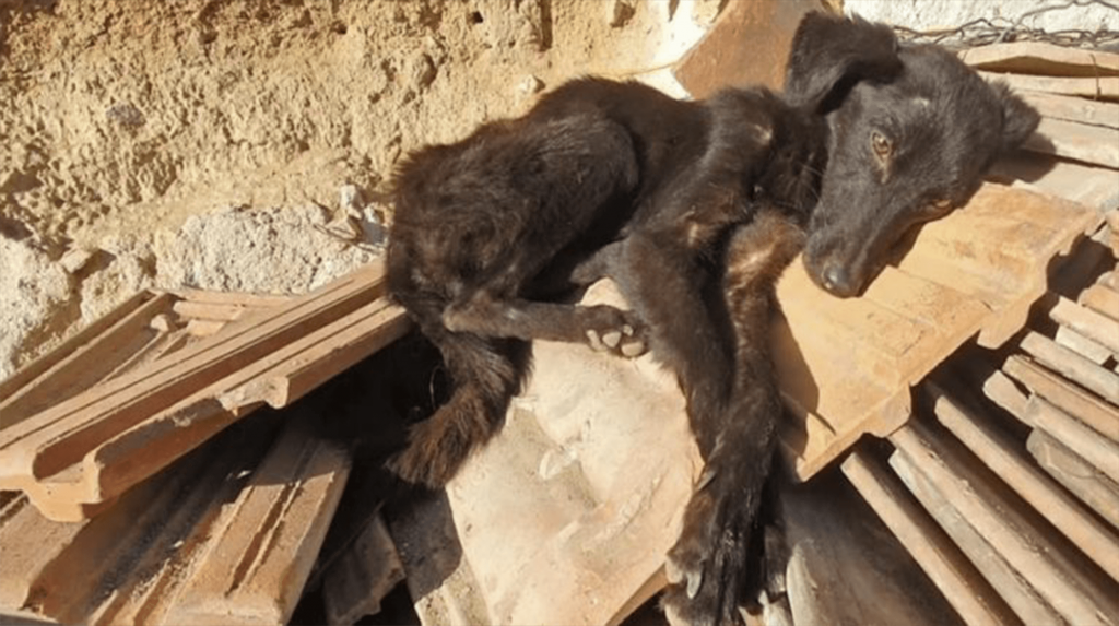 Fundet i en nedslidt garage Sultende hund begynder at logre med halen, når redningsfolk ankommer