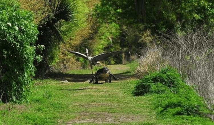 Det er min baby! Frække hejre bliver jagtet af rasende alligatormor, efter at den stryger en ung fra sin rede