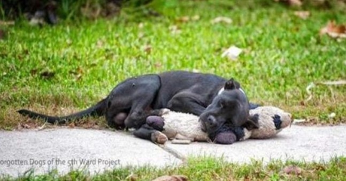 Denne herreløse hund sover med et udstoppet dyr, og ingen bekymrer sig