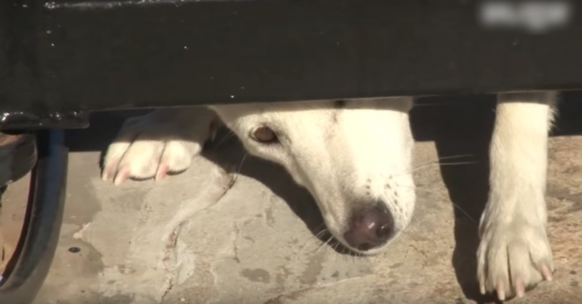 Uelsket hund kravler under deres port og beder om et hjem, men konen vil ikke give efter