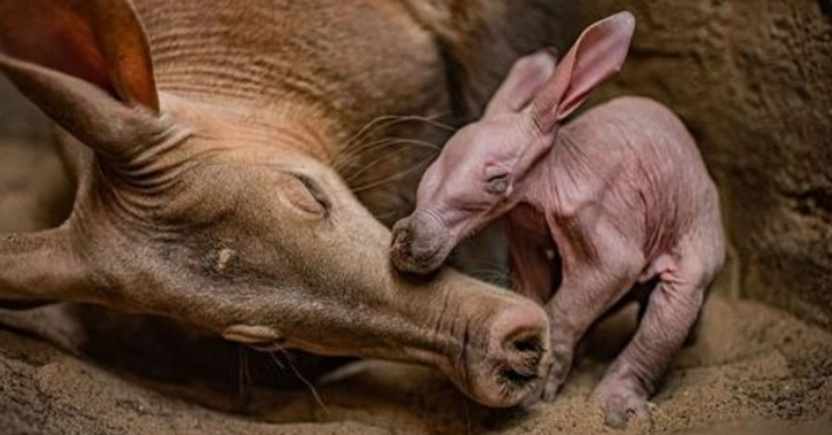 Chester Zoo er ‘overlykkelig’, da den fejrer fødslen af sin første jordvark nogensinde