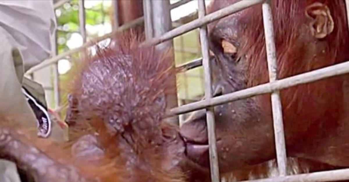 Arbejdere bryder sammen i tårer, da Mama Orangutang genforenes med sin kidnappede baby