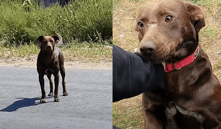 Trist hund venter hver dag på samme sted på, at nogen skal redde ham