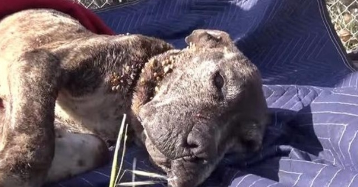 Redningsfolk flytter himmel og jord for at redde syg hund efterladt på en bro for at dø