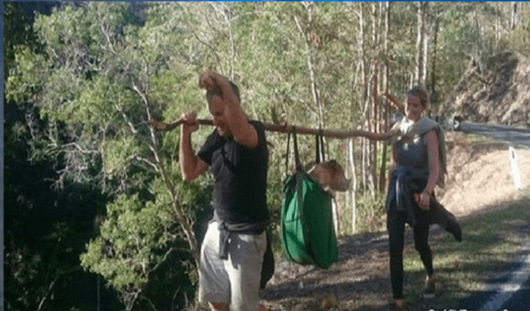 Vandrere finder hunde savnet i næsten en måned i Australian National Park