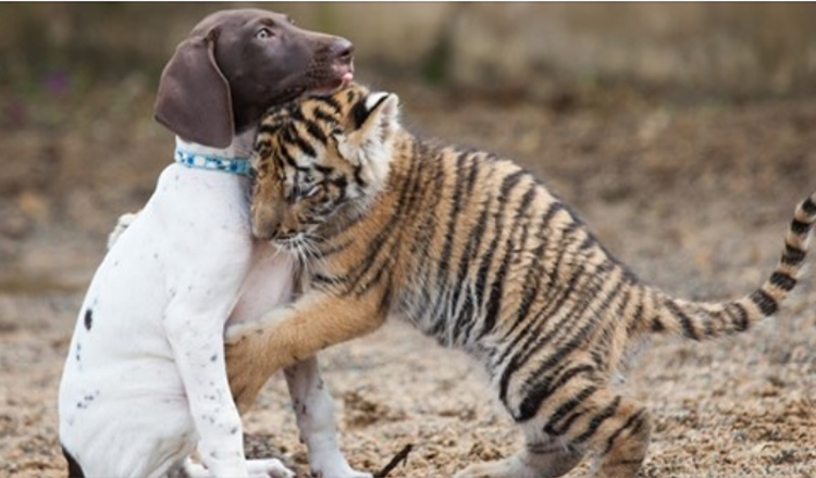 Tigerunge afvist af sin mor finder en bedste ven i en hvalp