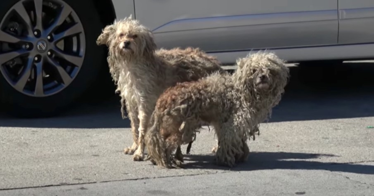 To hjemløse hunde havde kun hinanden herude på de slemme gader