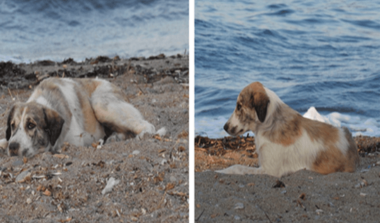 Herreløs hund, der jagter kvinden på stranden, viser sig at være en skat i forklædning