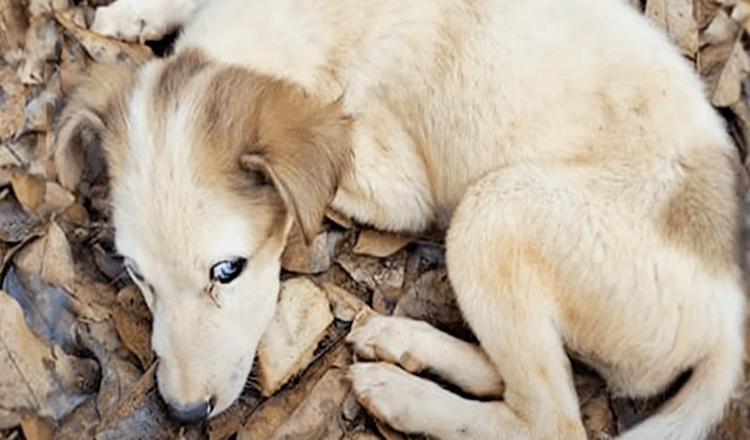 Blue Eyed Pup udtømt af liv havde ingen energi tilbage til at sidde op eller bevæge sig