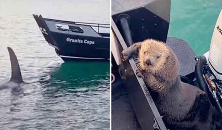 Otter søger tilflugt på mands båd, da han næppe undslipper spækhuggerens kæber