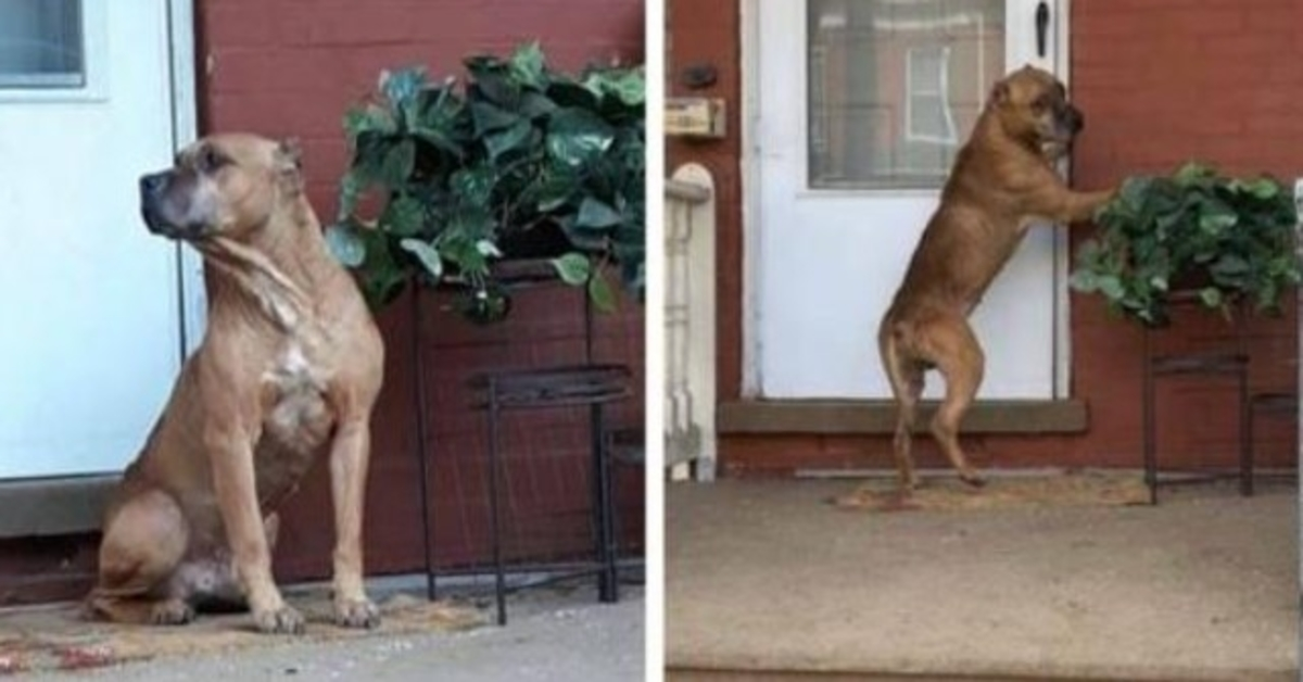 Hund ventede på verandaen i flere uger, efter at hans familie flyttede væk